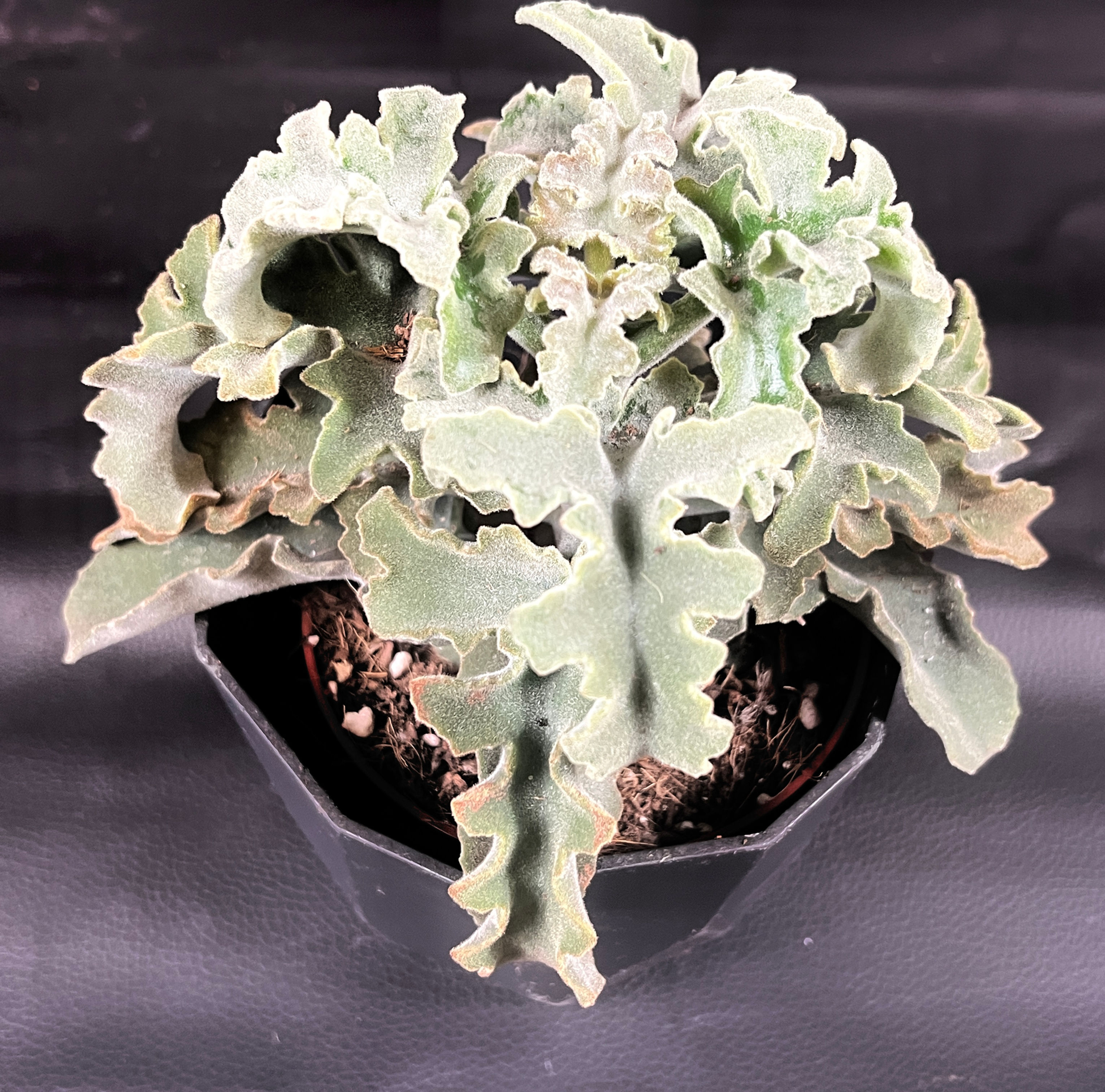KALANCHOE MALTESE CROSS