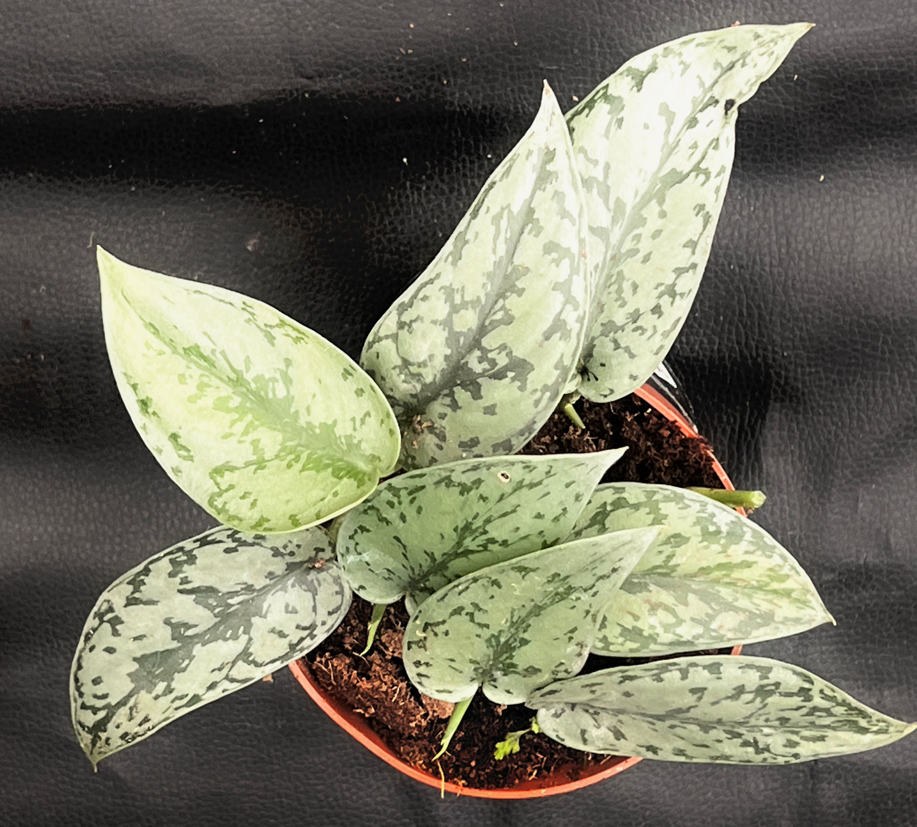 SCINDAPSUS SILVER LADY