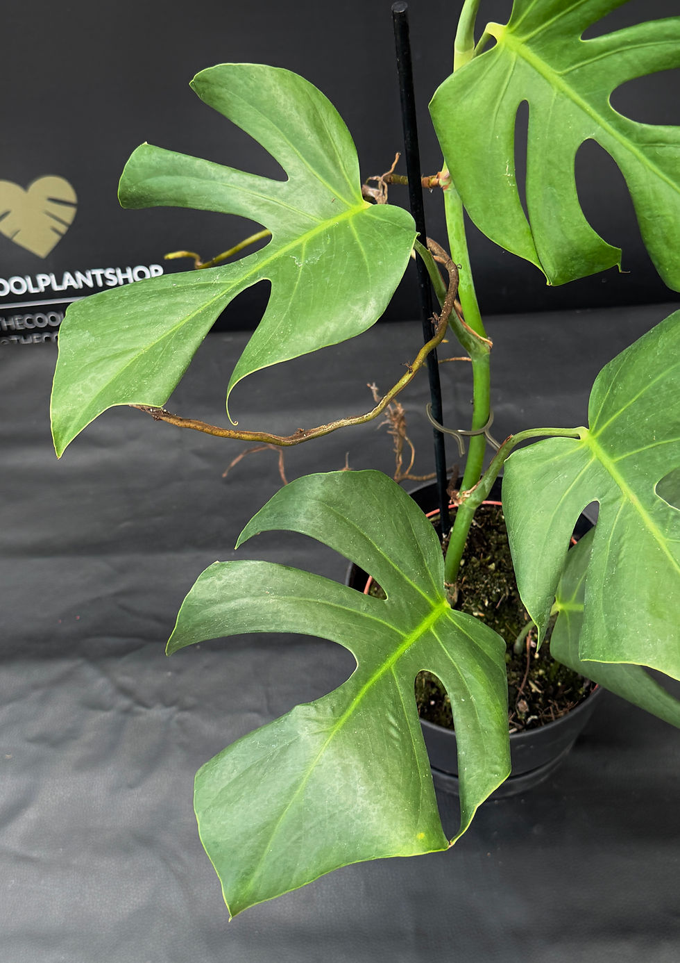 Miniatura: MONSTERA SIERRANA XL1