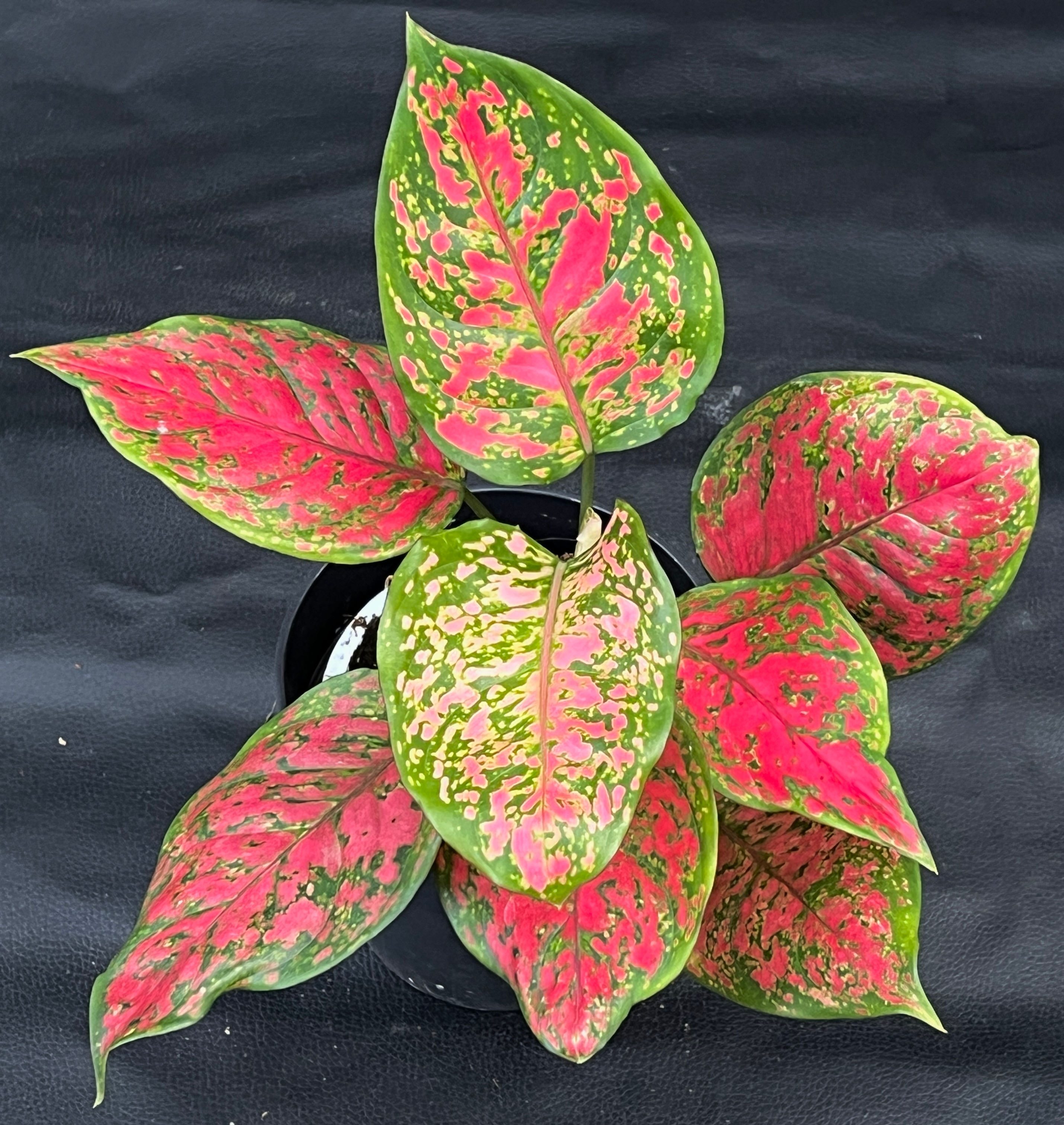 AGLAONEMA SPOTTED STAR