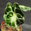 Miniatura: ALOCASIA VENOM SMALL K5