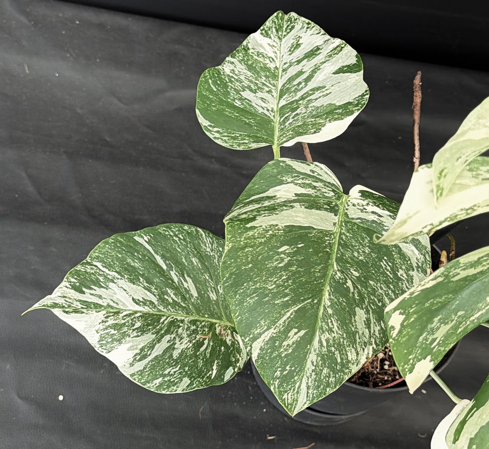 Miniatura: MONSTERA ALBO VARIEGATA XL X2