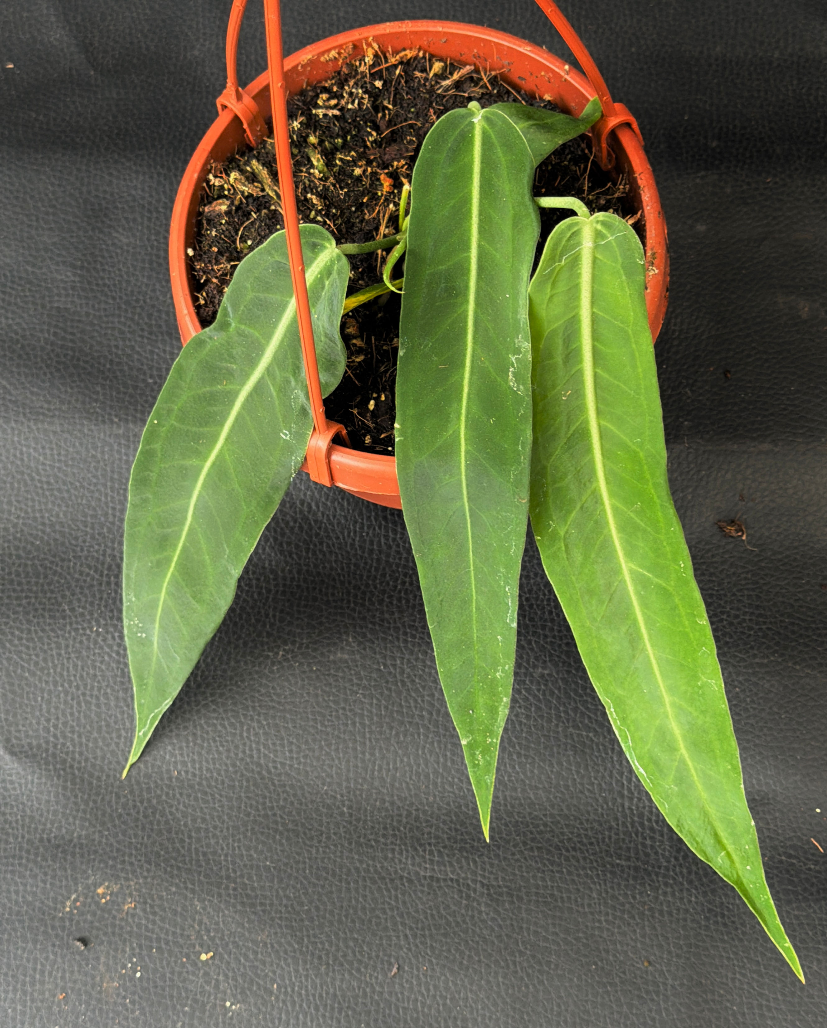 ANTHURIUM PALLIDIFLORUM R6