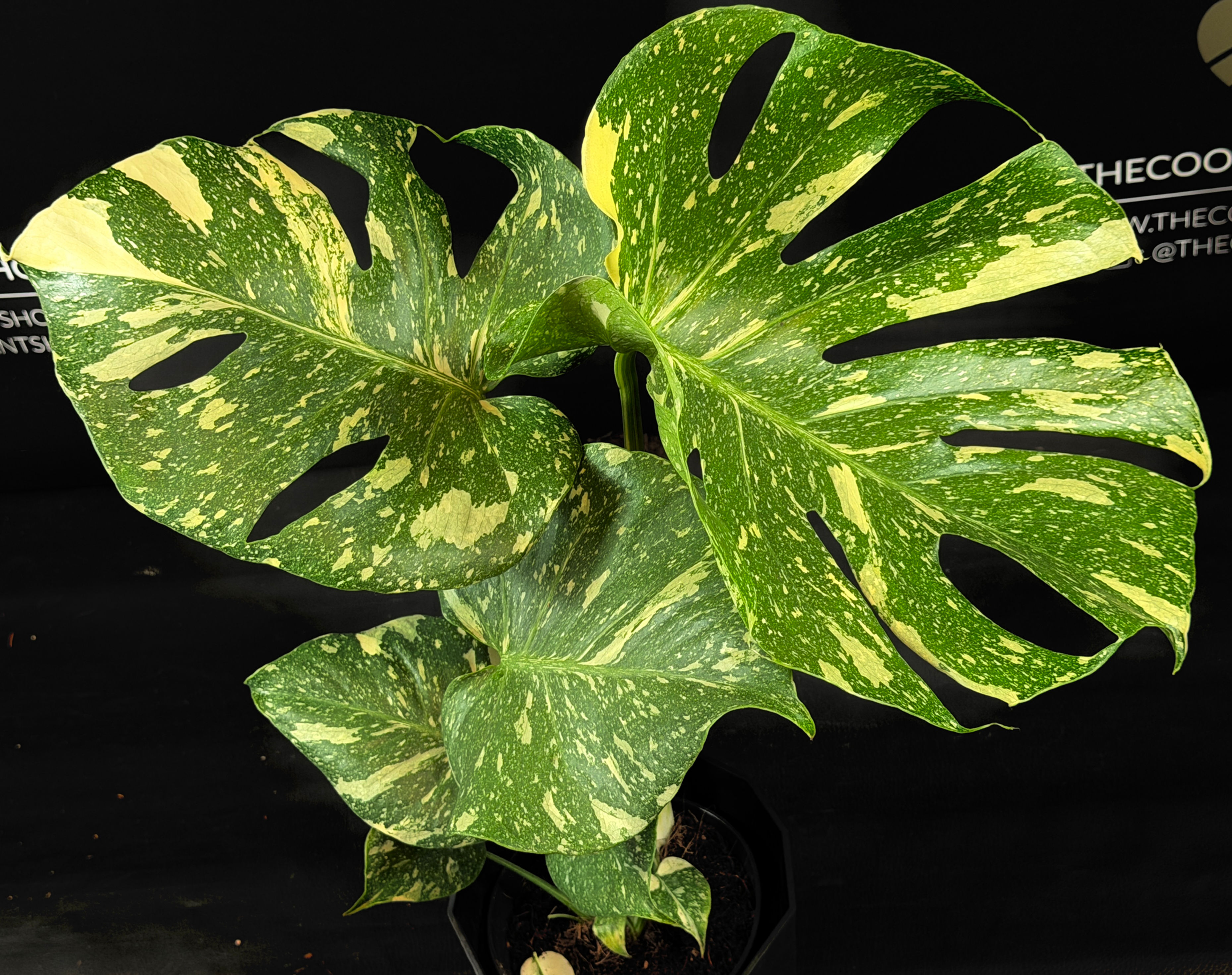 MONSTERA THAI CONSTELLATION 12