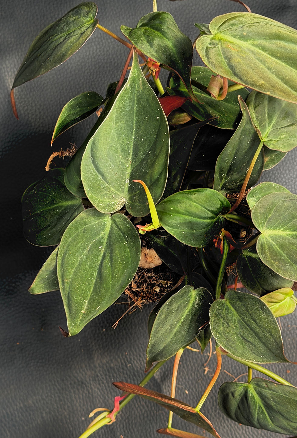 Miniatura: PHILODENDRON MICANS