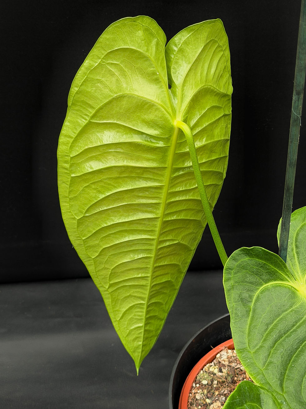 Miniaturbild: ANTHURIUM VEITCHII GIANT 2