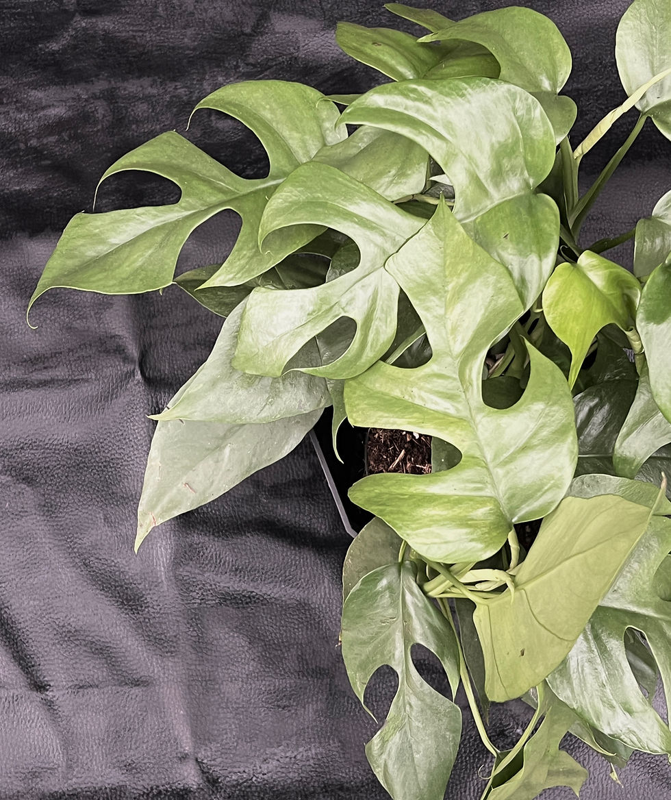 Miniatura: MONSTERA MINIMA