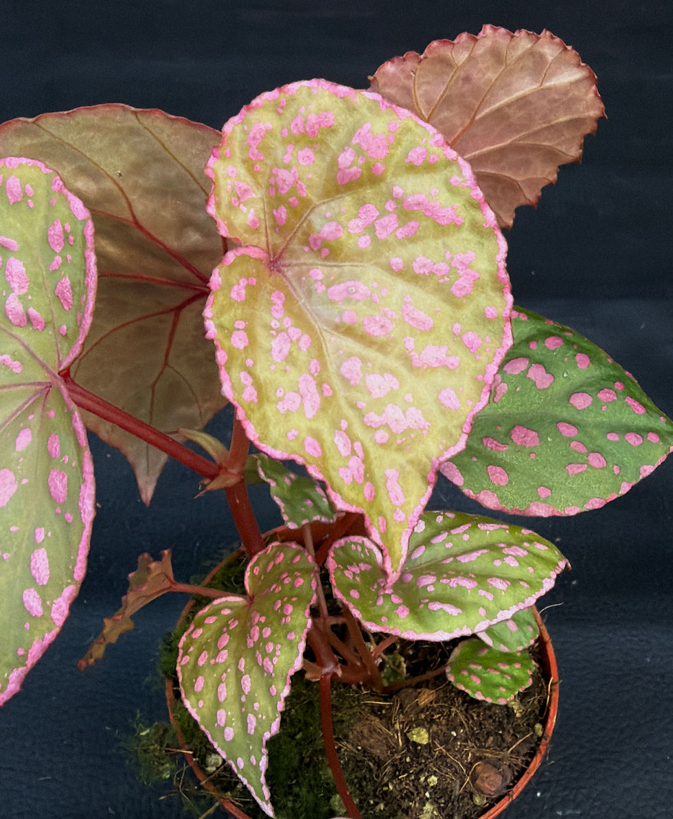 Miniatura: BEGONIA MAUARA WUHAU