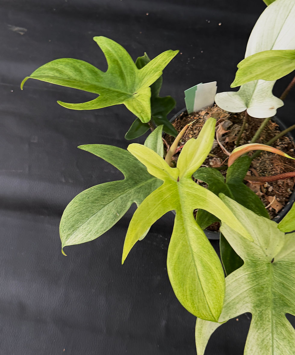 Miniaturbild: PHILODENDRON FLORIDA GHOST LARGE 6