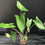 Thumbnail: ALOCASIA ZEBRINA LARGE
