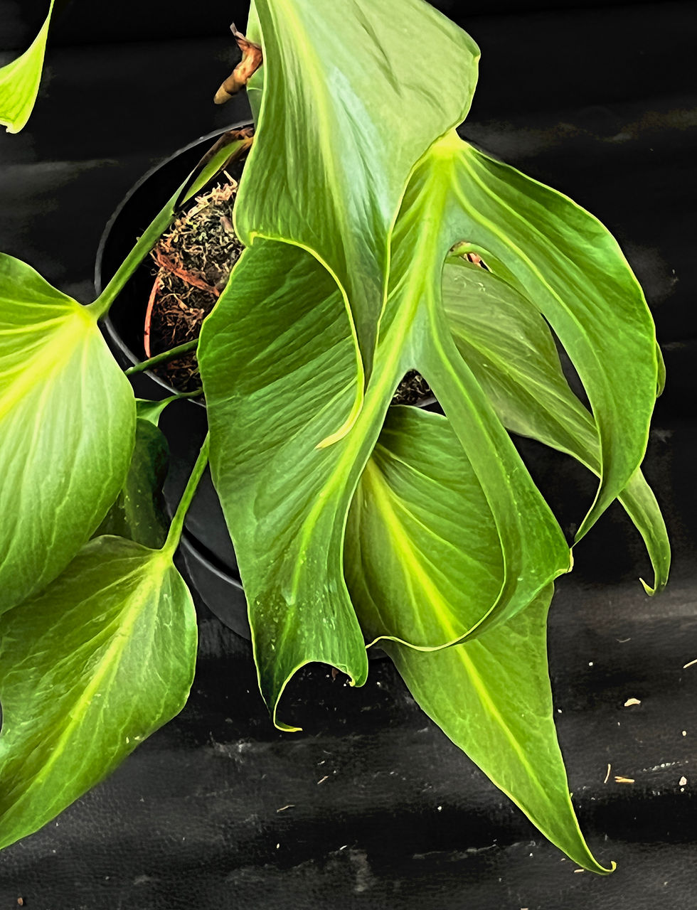 Miniatura: MONSTERA BURLE MARX FLAME LARGE F1