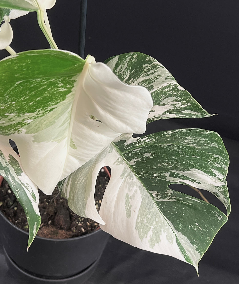 Miniatura: MONSTERA ALBO VARIEGATA XL K6