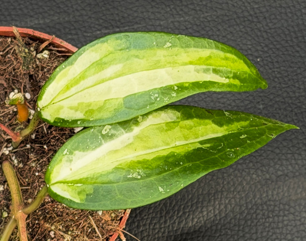Miniaturbild: HOYA LATIFOLIA INNER VARIEGATED