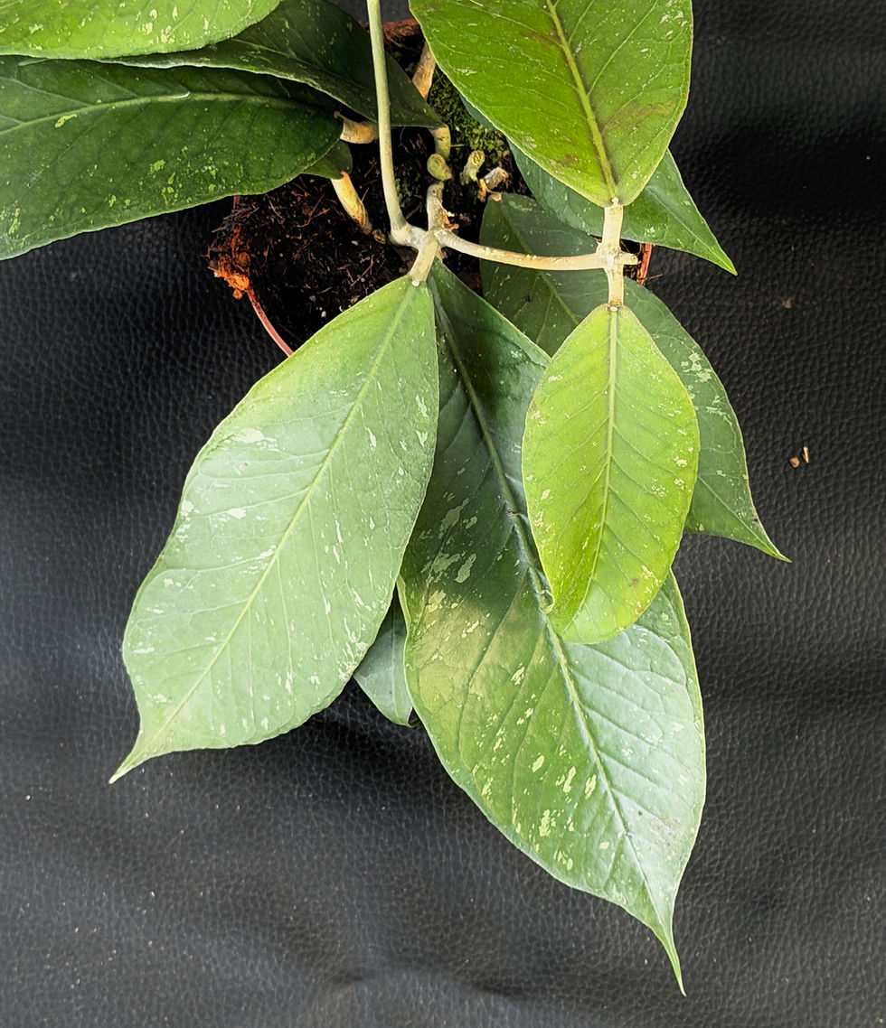 Miniatura: HOYA SP ACEH CLONE