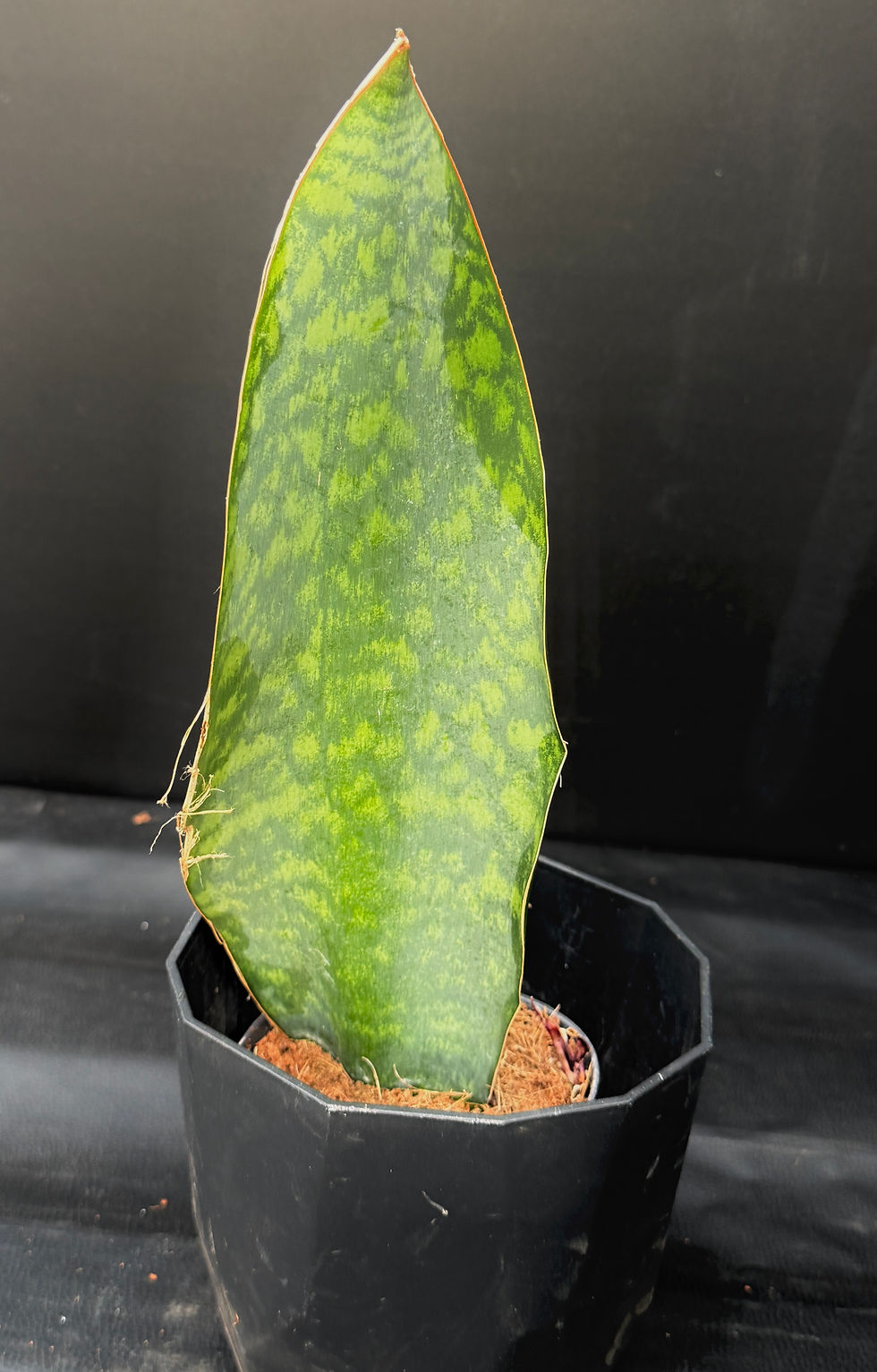 Miniatura: SANSEVERIA WHALEFIN XL