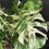 Thumbnail: MONSTERA ALBO VARIEGATA SUPER WHITE GIANT 8