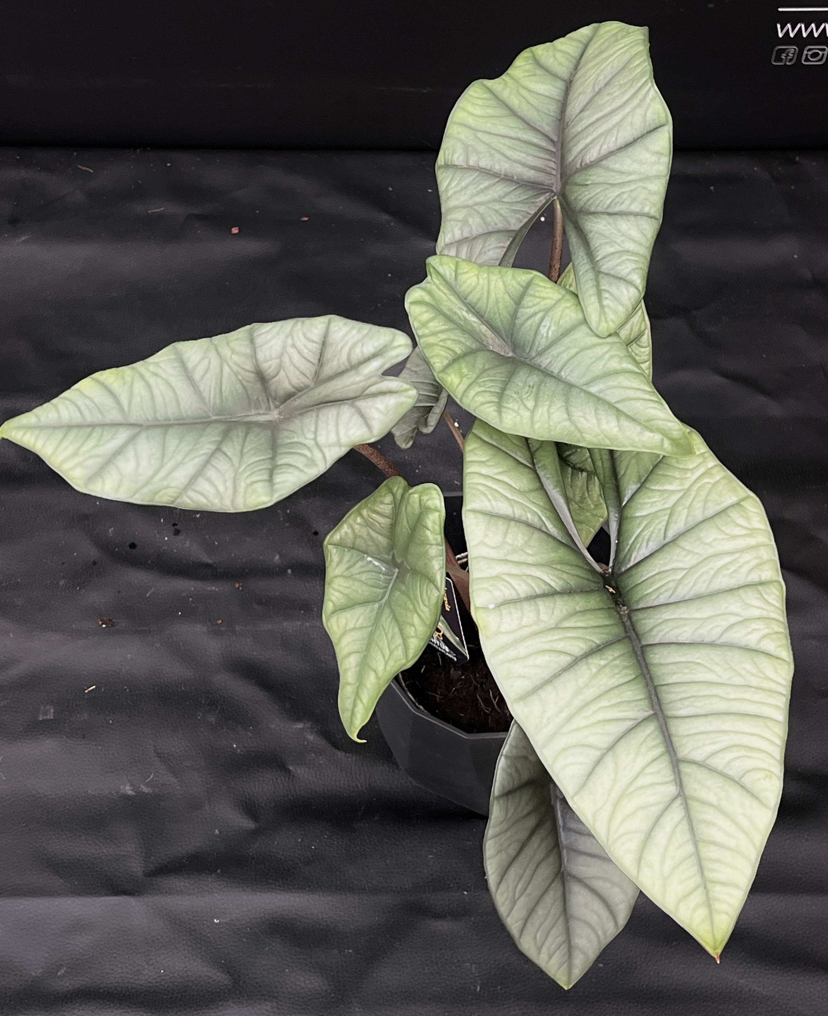 ALOCASIA PLATINUM LARGE