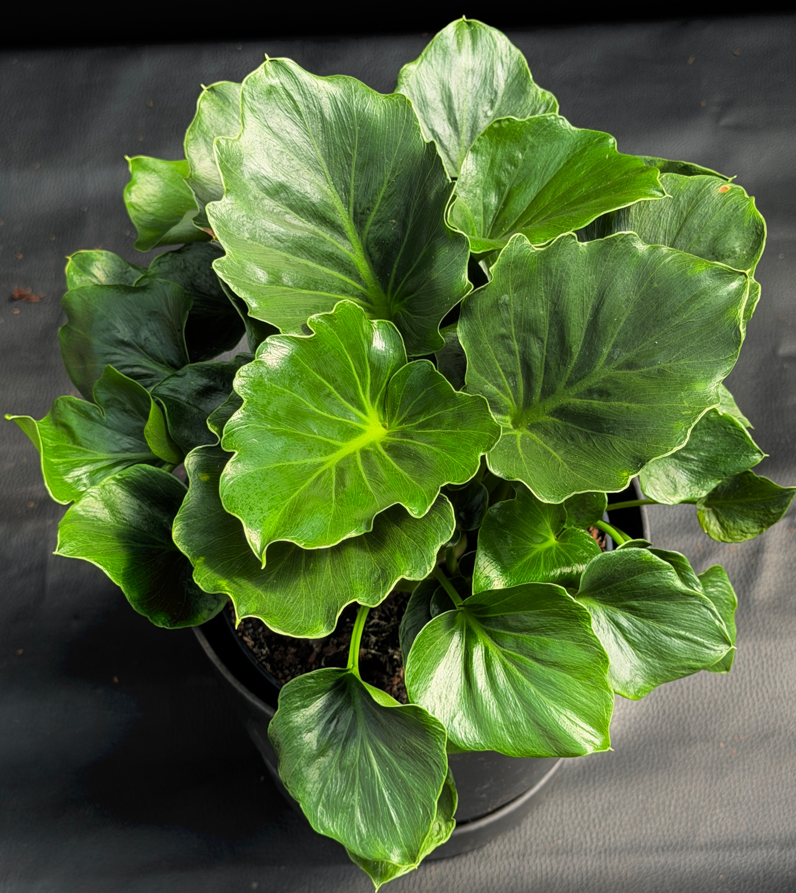 PHILODENDRON GRIZZLY LARGE