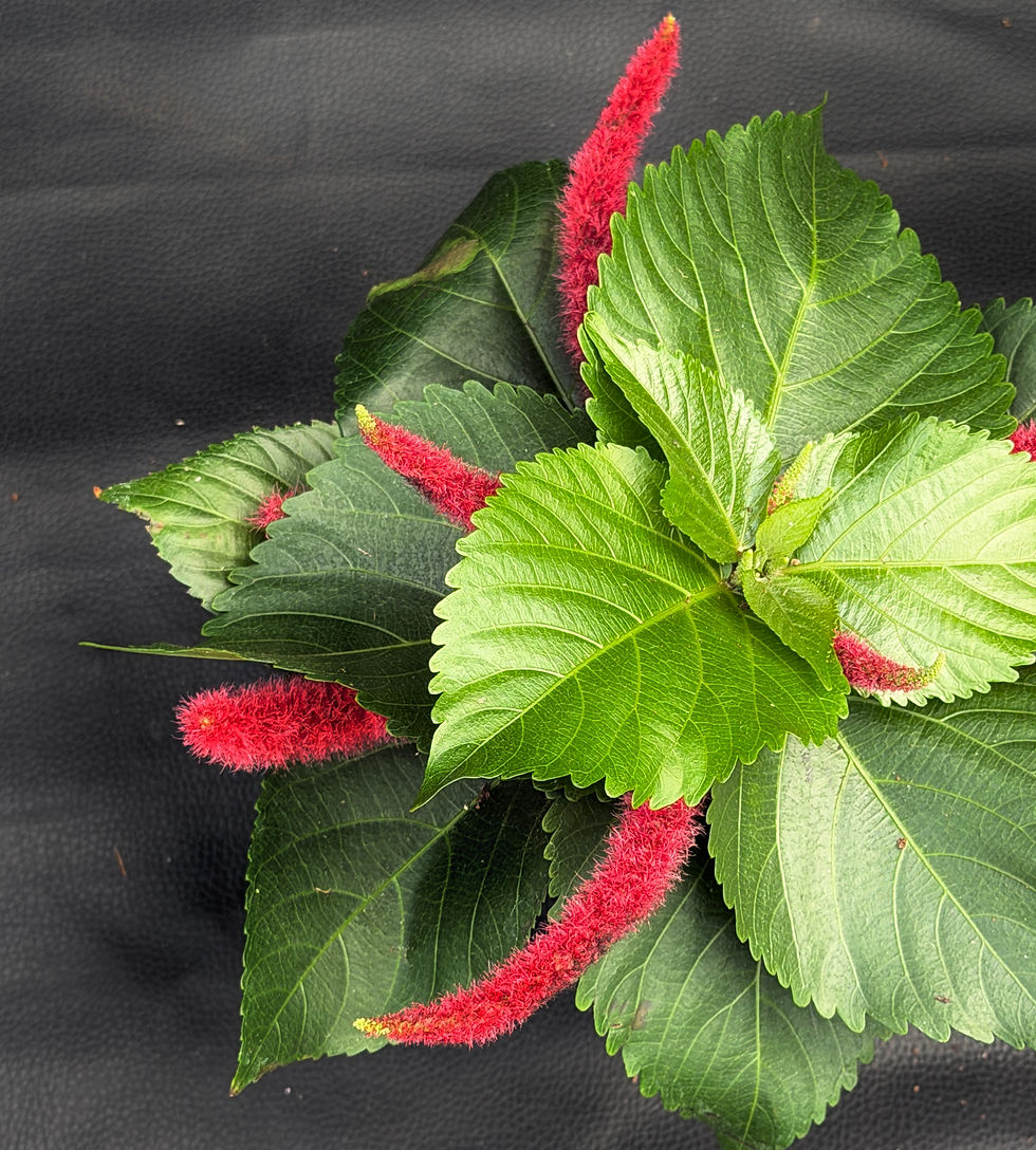 Miniatura: ACALYPHA HISPIDA PINK
