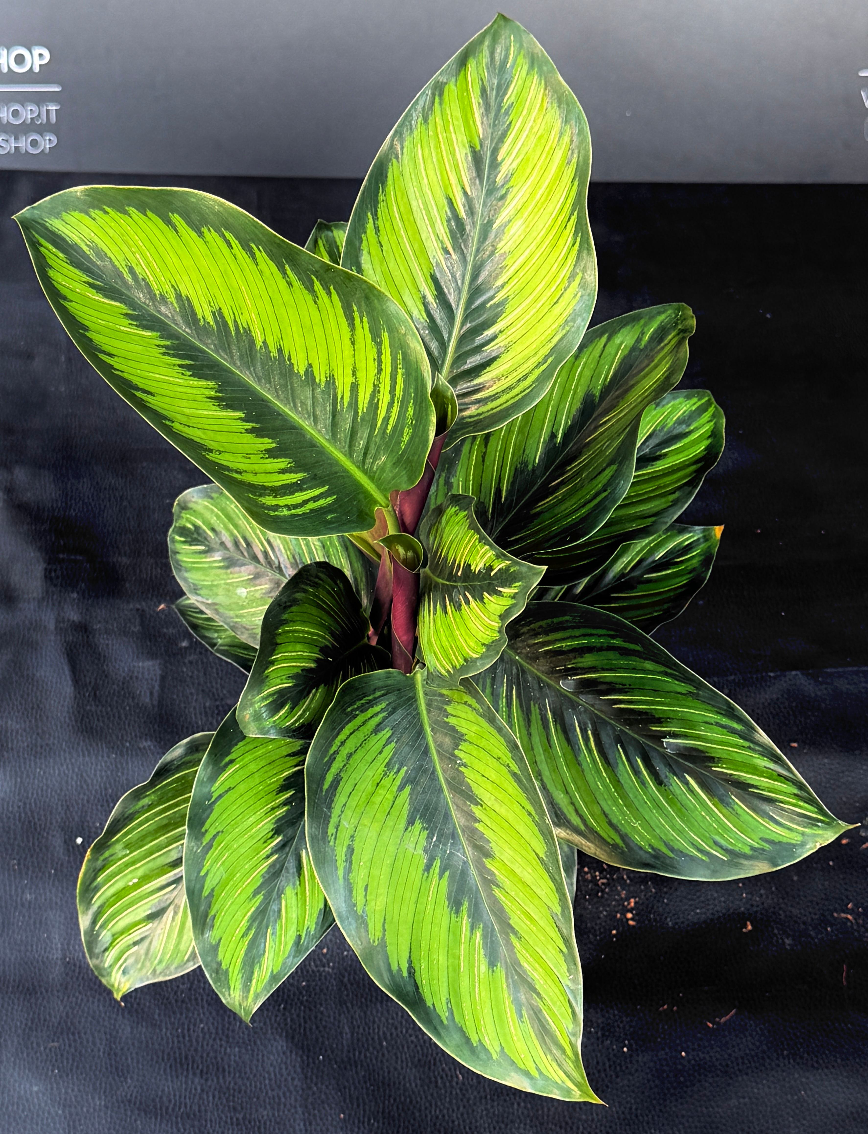 CALATHEA BEAUTY STAR