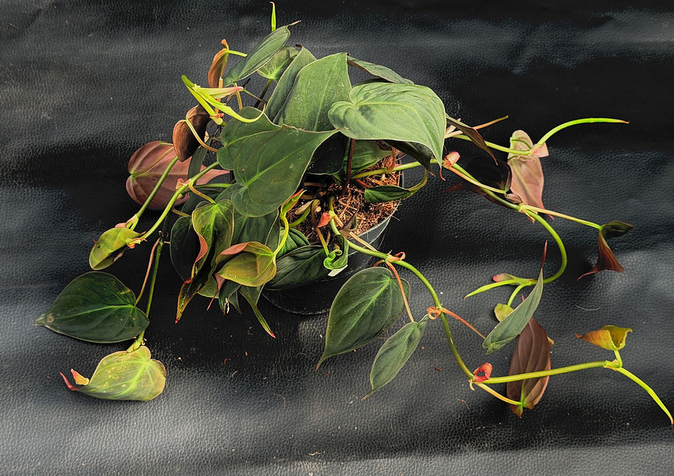 Miniatura: PHILODENDRON MICANS