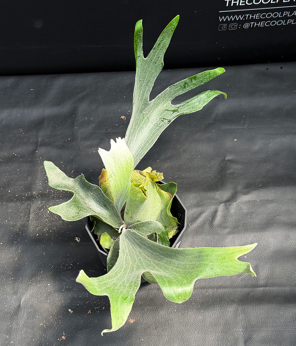 Miniaturbild: PLATYCERIUM BIFORCATUM
