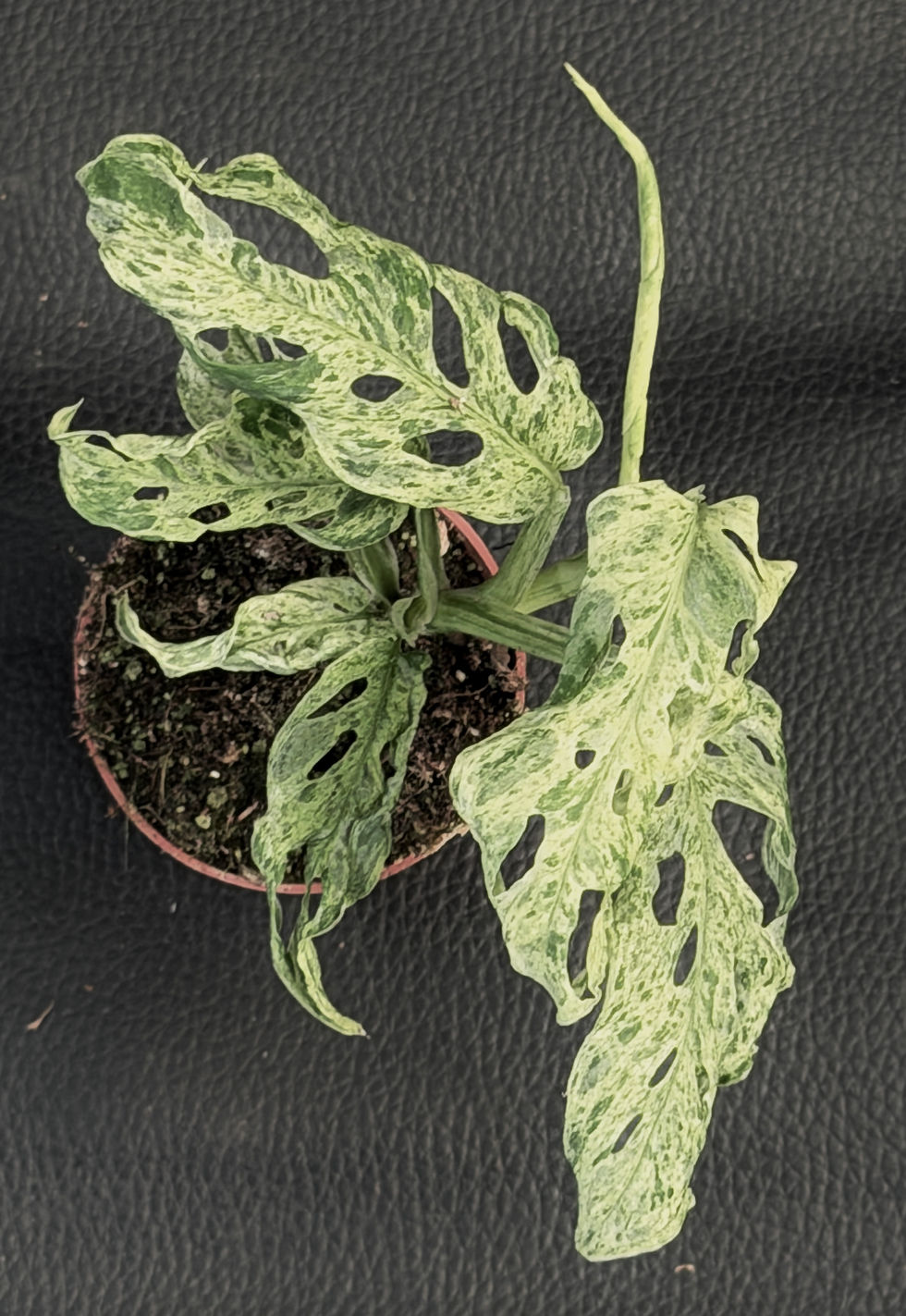 Miniatura: MONSTERA FROZEN FRECKLES BABY