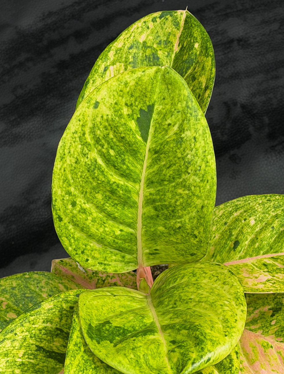 Miniatura: AGLAONEMA APPLE FANTASY