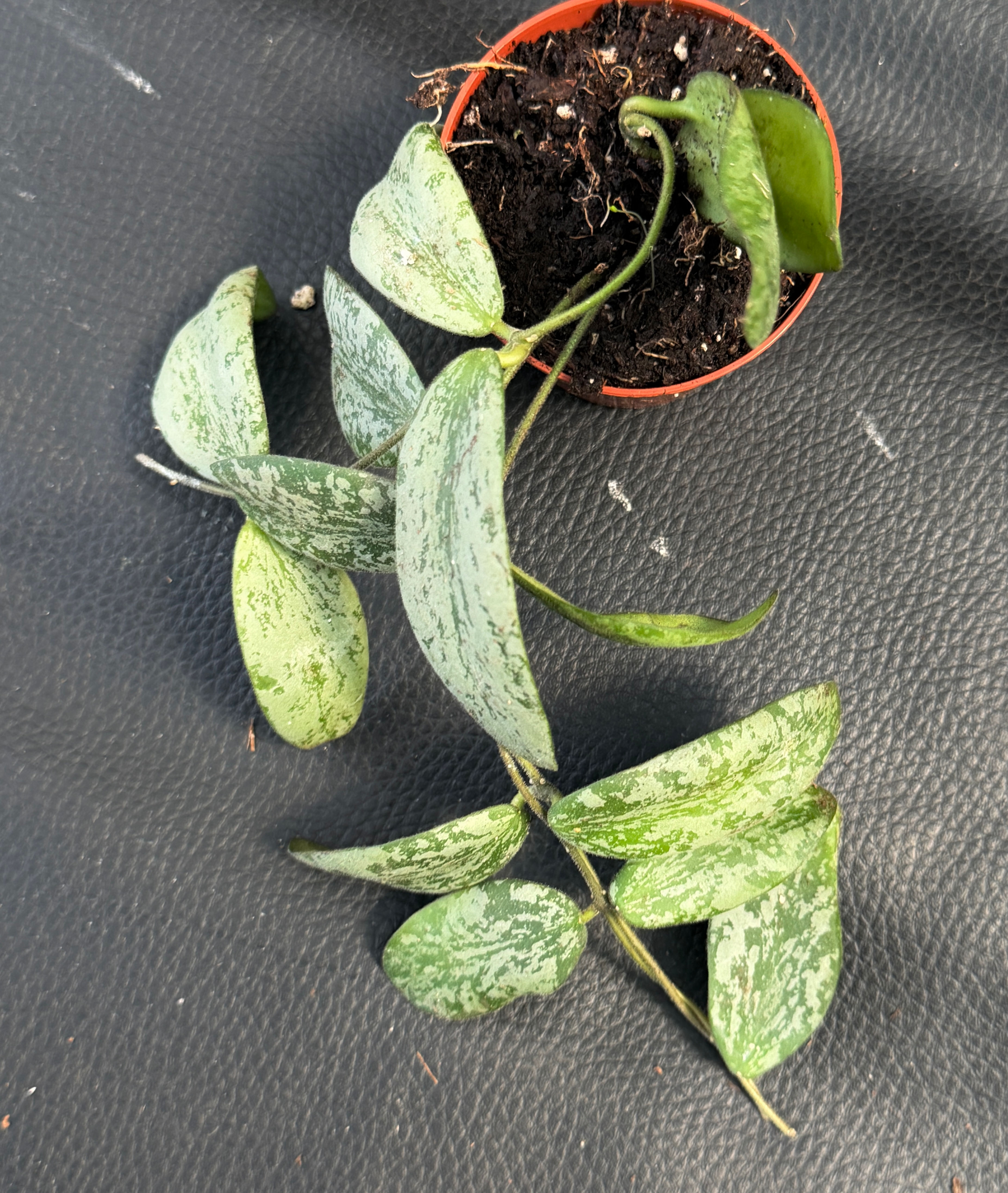 HOYA SIGITALIS SILVER SMALL