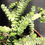 Miniatura: CRASSULA HOTTENTOT