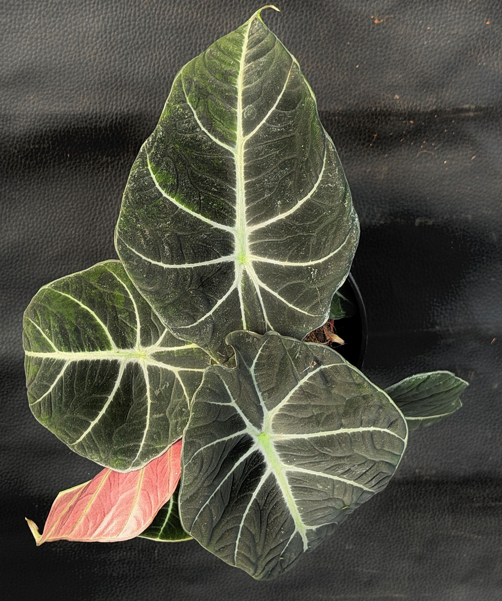 Miniatura: ALOCASIA BLACK VELVET