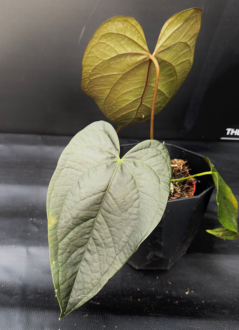 Miniatura: ANTHURIUM QUEEN OF HEARTS