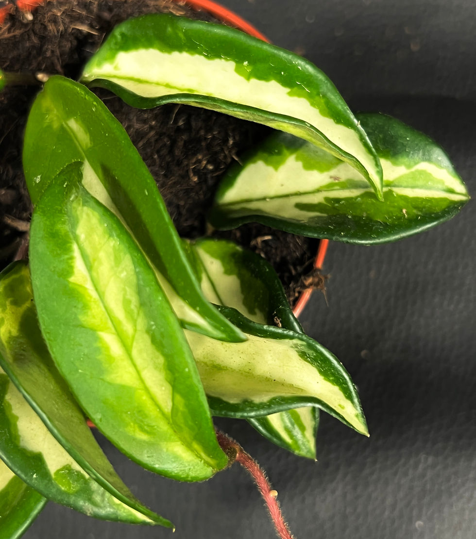 Miniatura: HOYA CARNOSA TRICOLOR NARROW LEAF