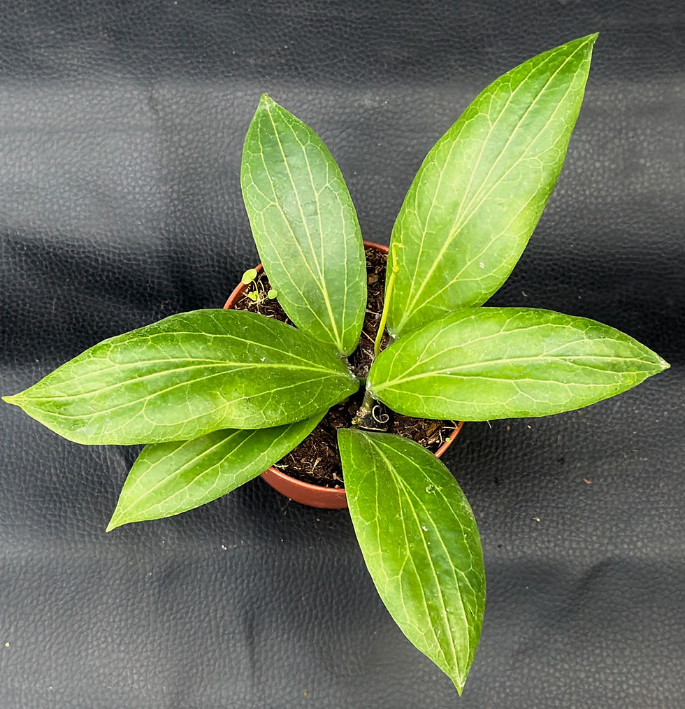 Miniatura: HOYA SOLIGAMIANA
