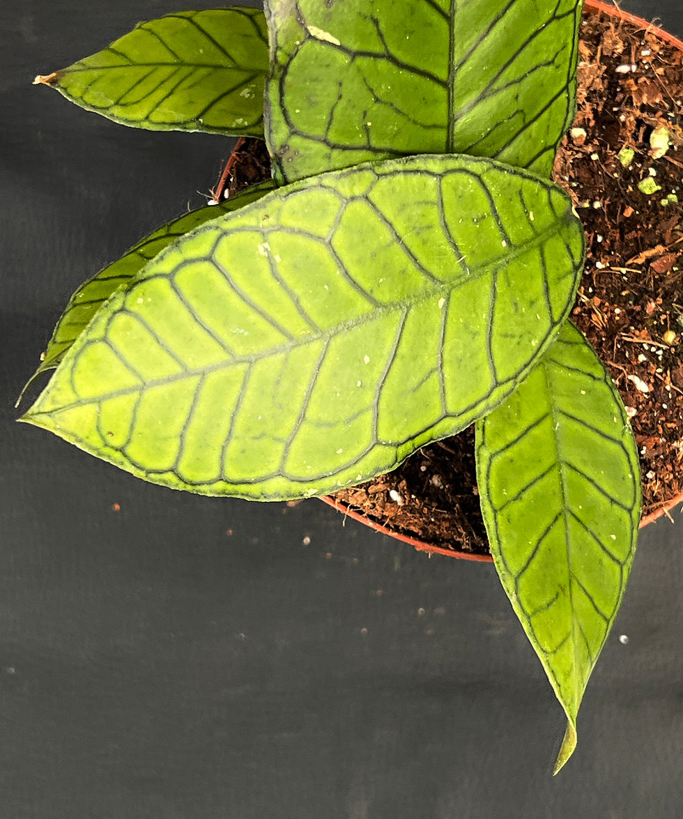 Miniature : HOYA GUNUNG GADING