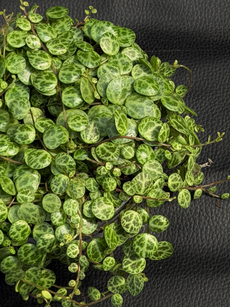 Miniatura: PEPEROMIA PROSTRATA