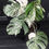 Miniatura: MONSTERA ALBO VARIEGATA PERTUSUM  GIANT 3