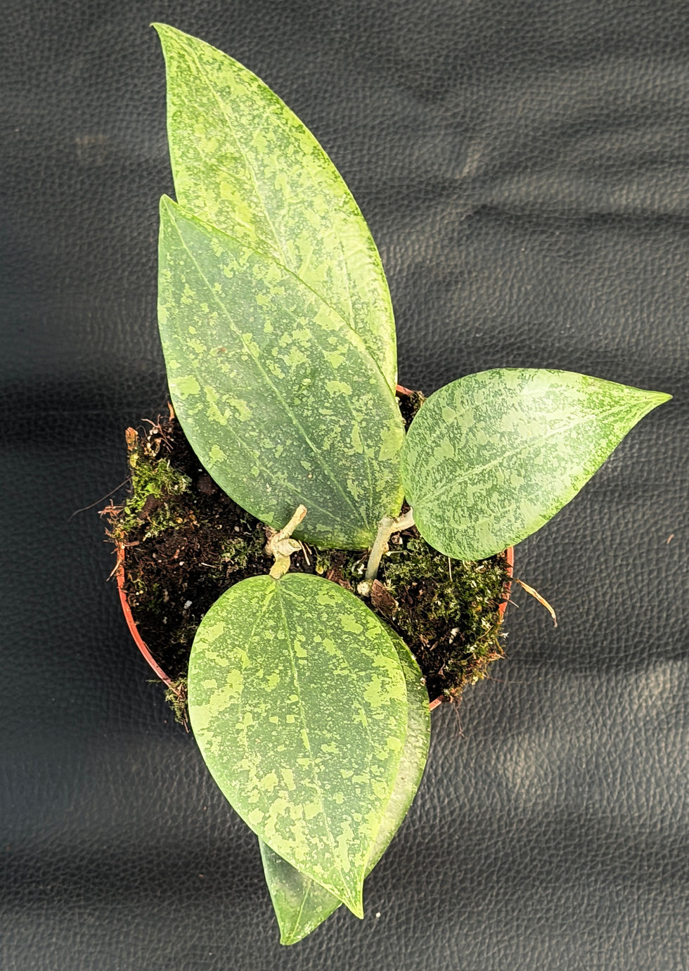 Miniatura: HOYA WIBERGIAE