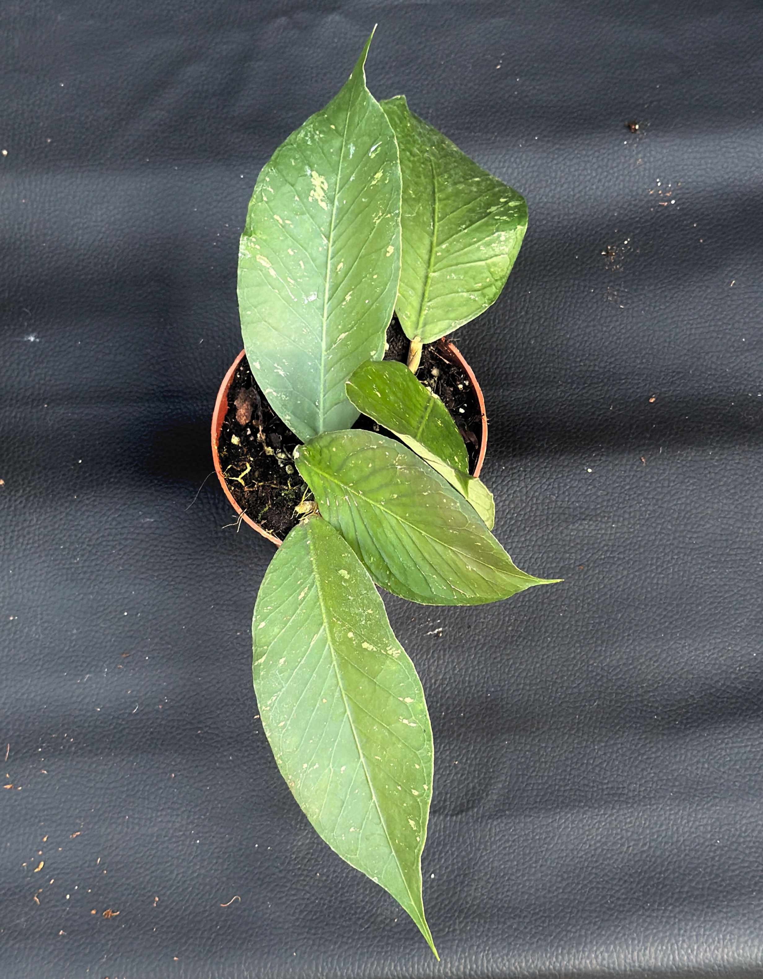 HOYA SP ACEH CLONE