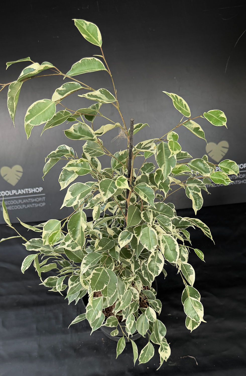 Miniaturbild: FICUS BENJAMINA TWILIGHT XL
