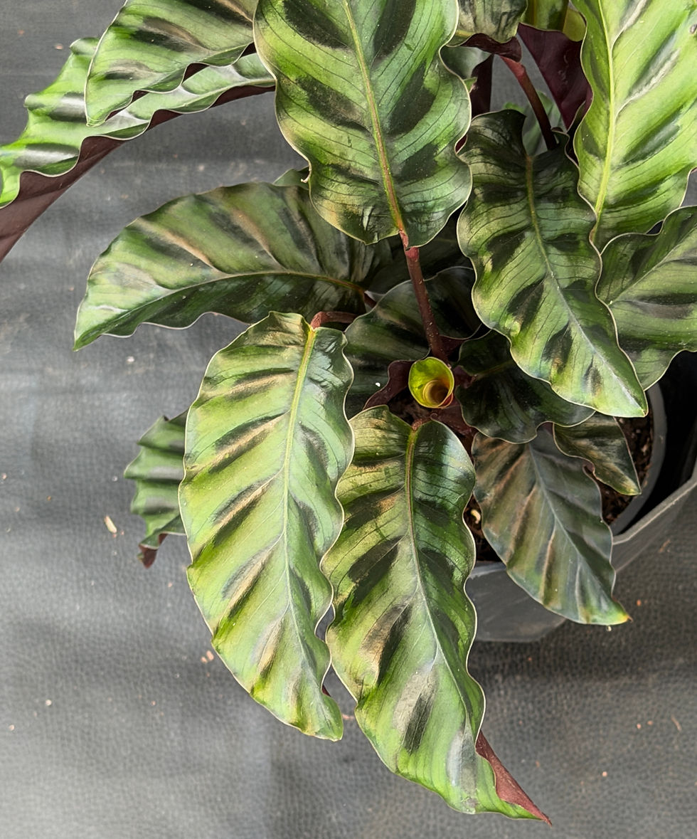 Miniatura: CALATHEA VELVET GLORY