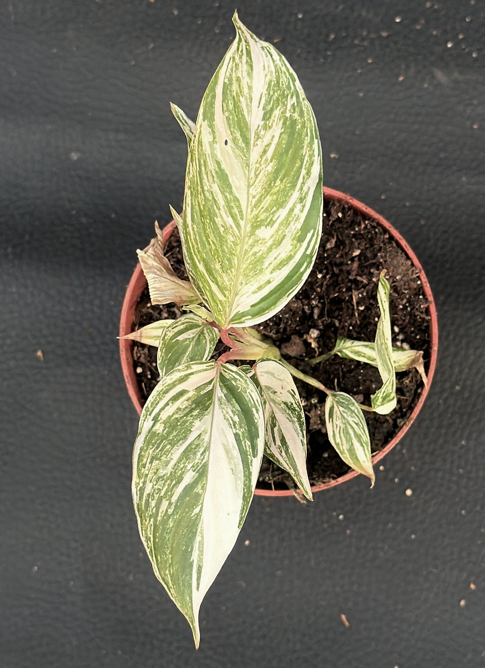 Miniature : CALATHEA GLAZA