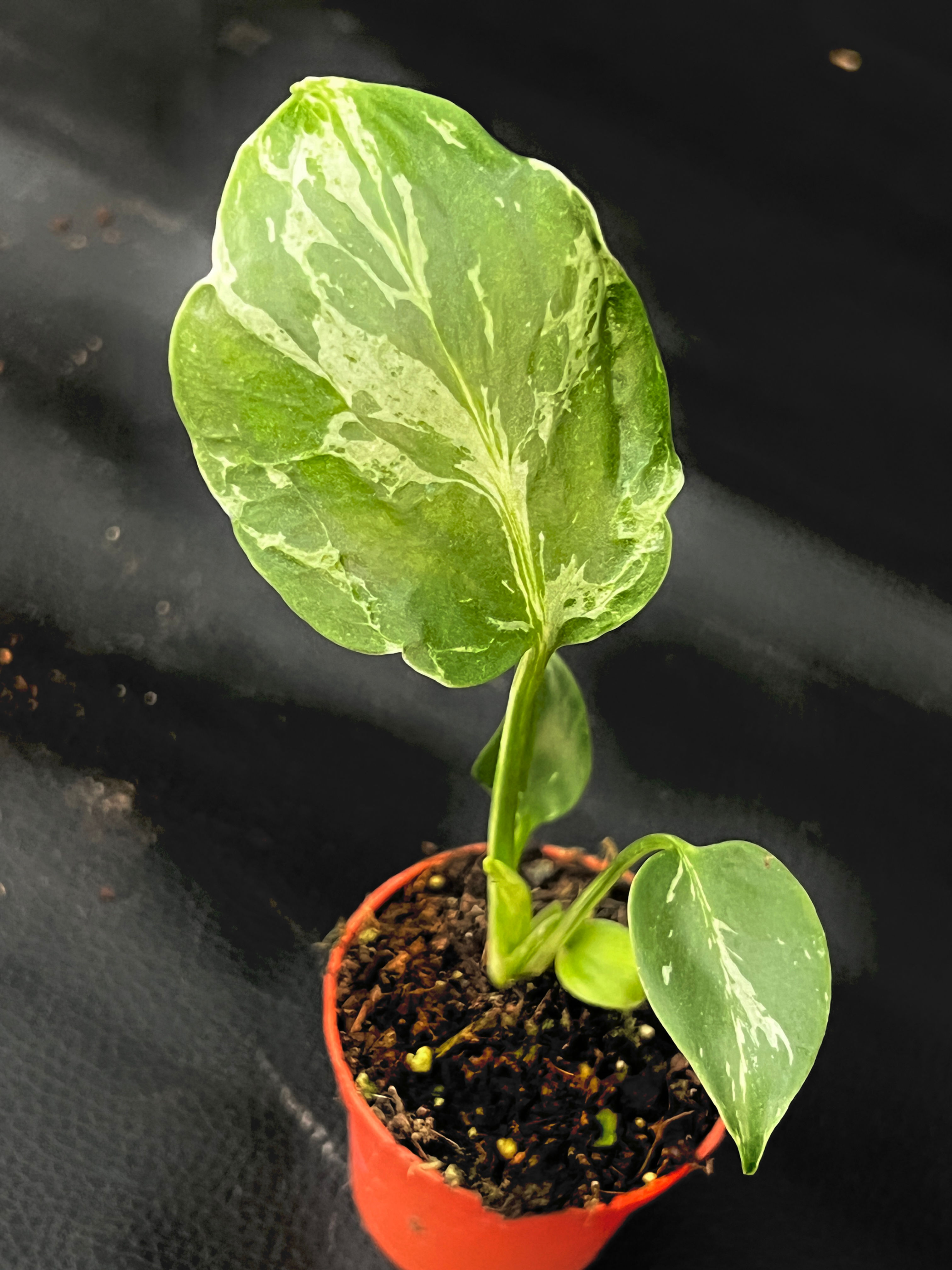 MONSTERA BULBASAUR SMALL K2