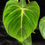 Miniatura: PHILODENDRON GLORIOSUM