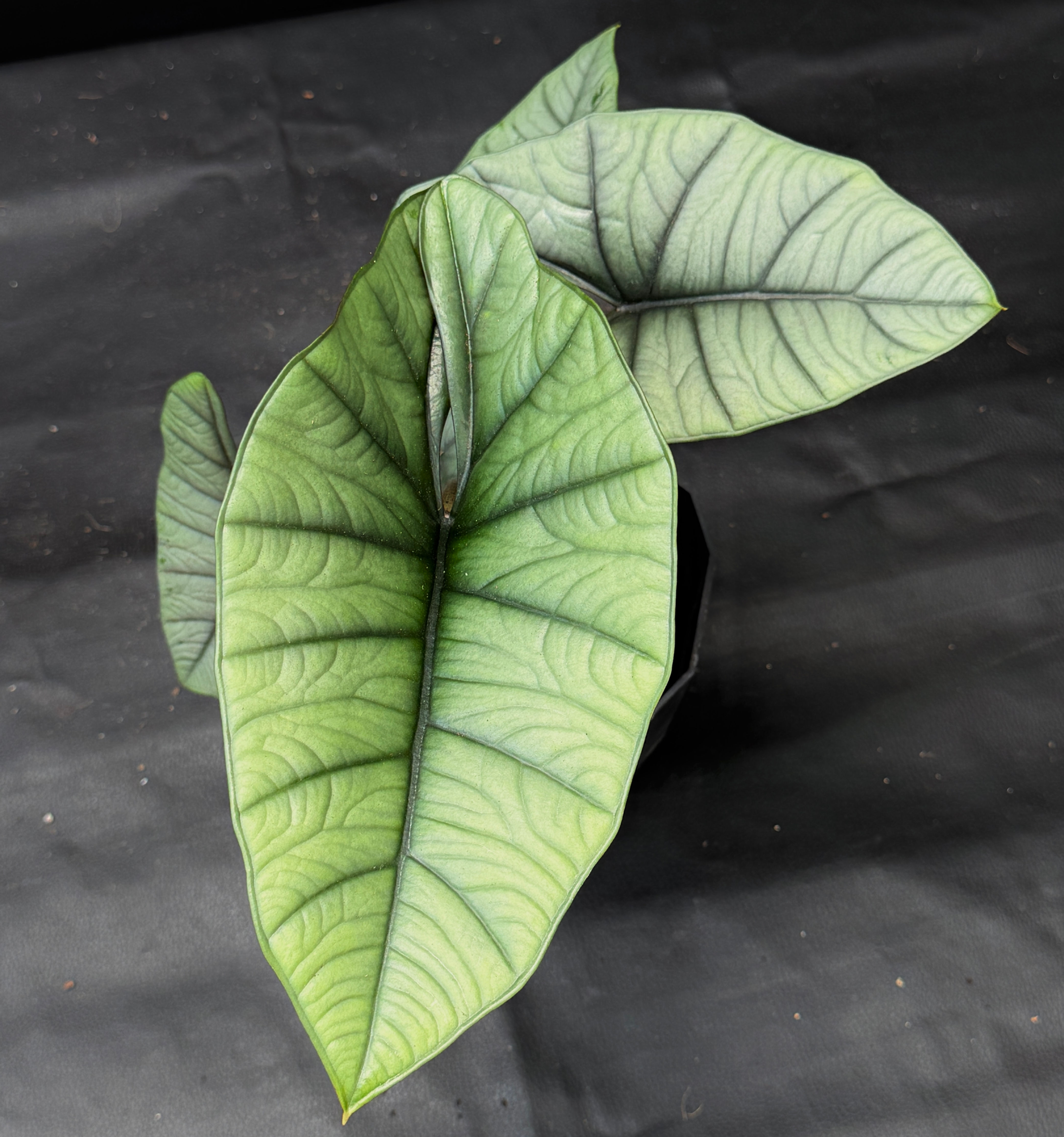 ALOCASIA PLATINUM LARGE
