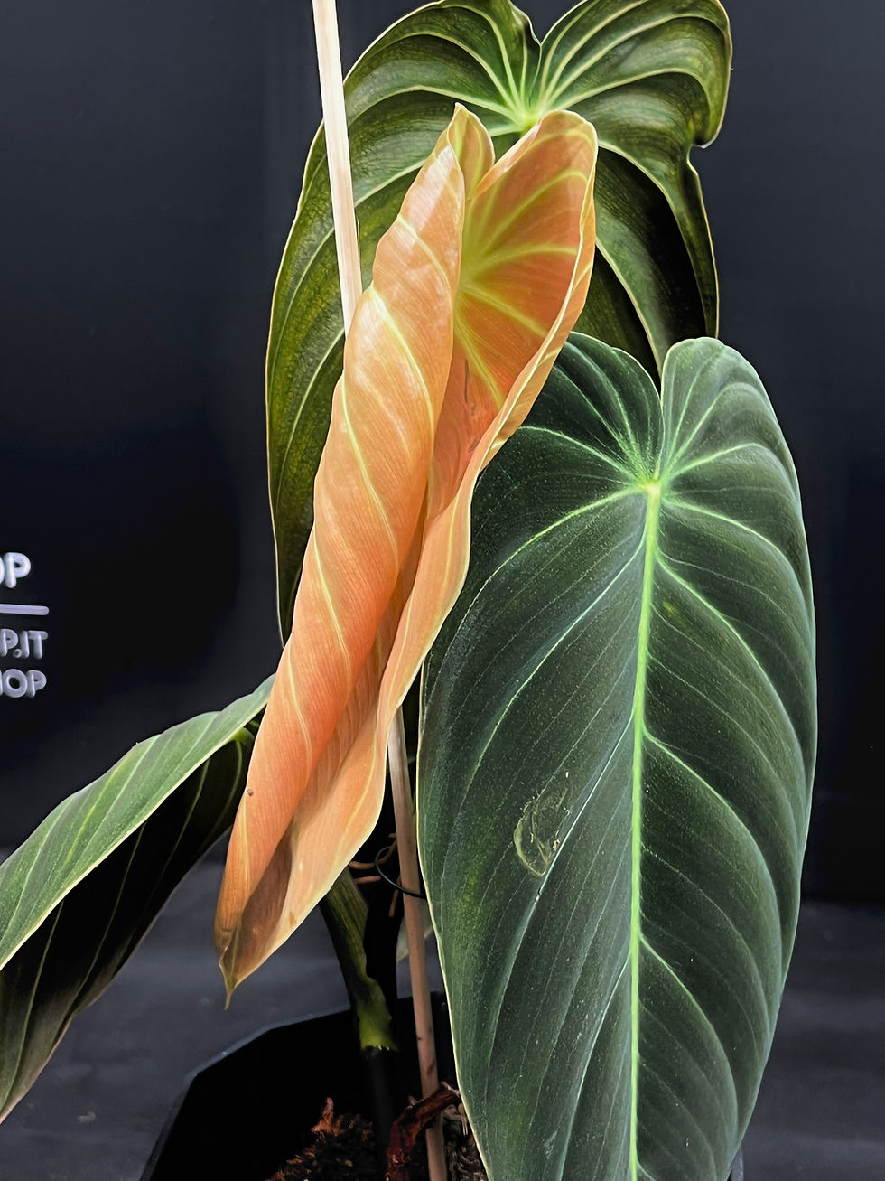 Miniatura: PHILODENDRON MELANOCRYSUM