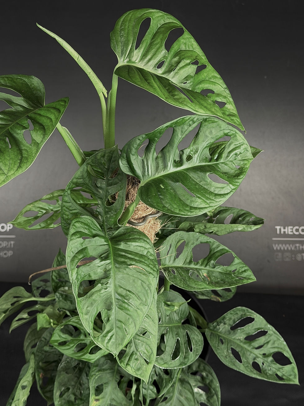 Miniatura: MONSTERA MONKEY LEAF XL