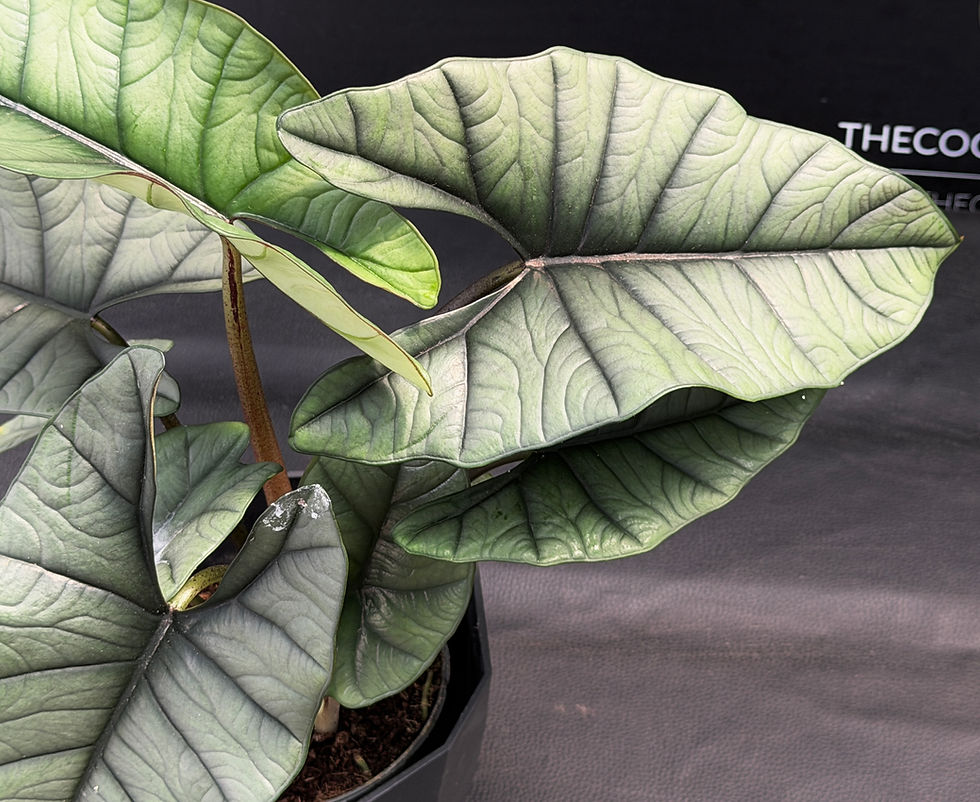 Miniatura: ALOCASIA PLATINUM LARGE