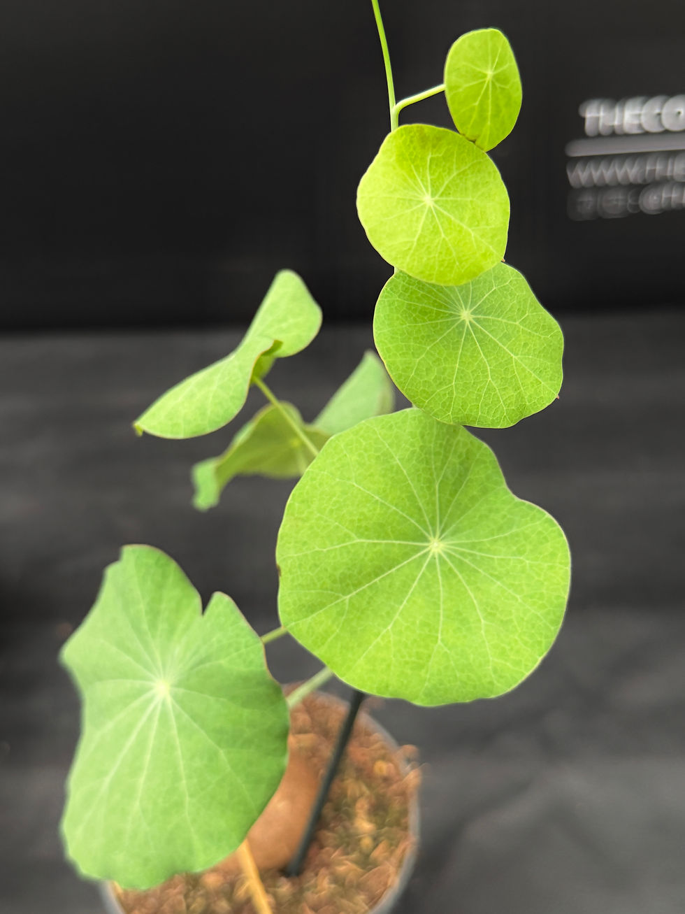 Miniatura: STEPHANIA ERECTA