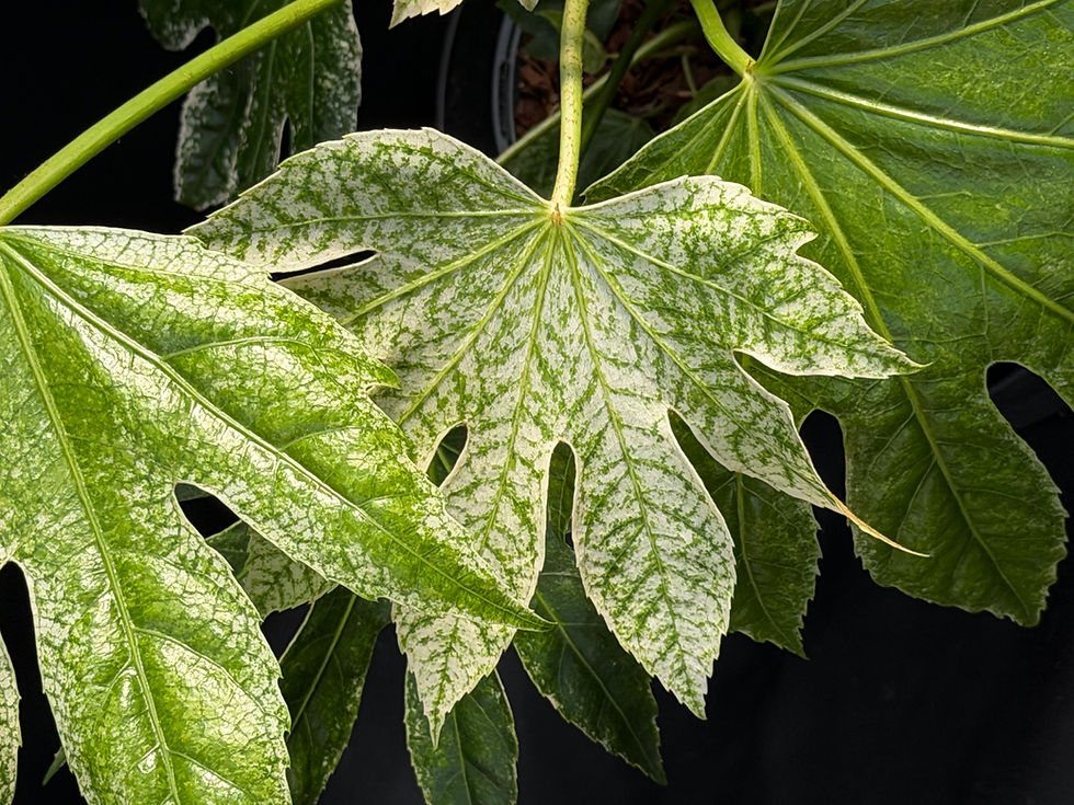 Miniature : FATSIA JAPONICA SPIDERWEB XL